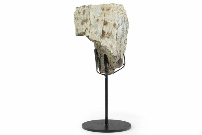 Fossil Triceratops Femur Section w/ Metal Stand - South Dakota #350622